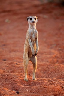 Meerkat