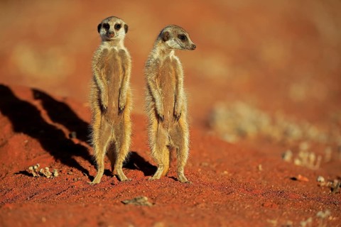 Two Meerkats