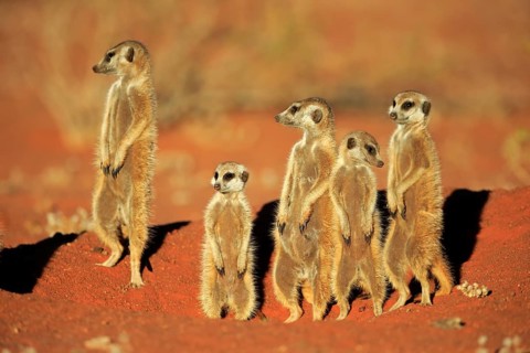 Meerkats