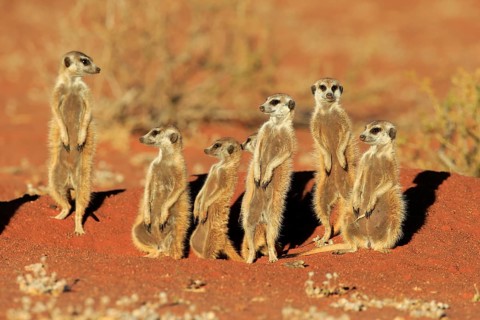 Meerkats