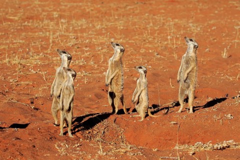 Meerkats