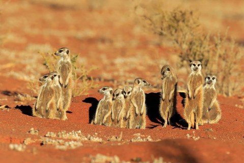 Meerkats