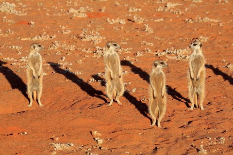Meerkats