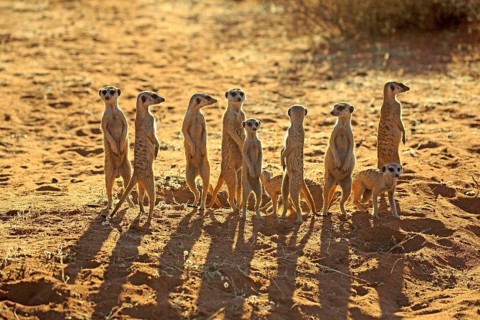 Meerkats