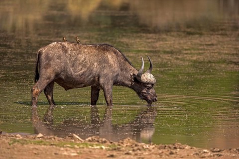 Cape buffalo