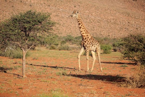 Southern giraffe