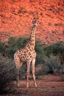 Southern giraffe