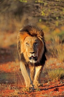 Kalahari lion