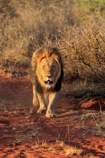 Kalahari lion