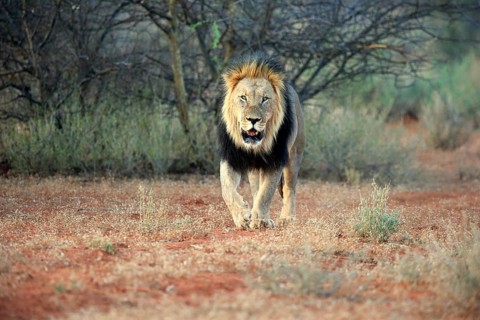 Kalahari lion