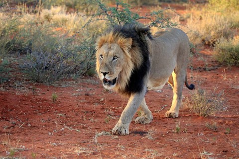 Kalahari lion