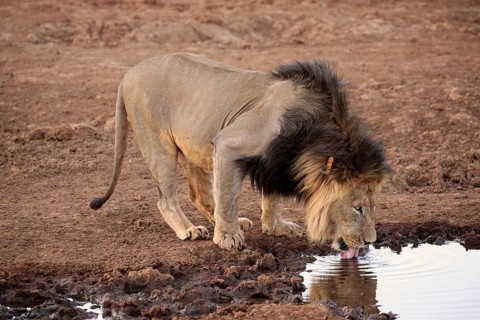 Kalahari lion