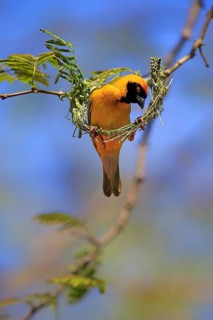 Southern Masked Weaver