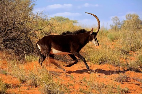 Sable antilope