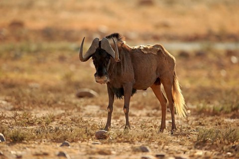 White-tailed gnu