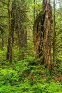 Dense vegetation in the rainforest