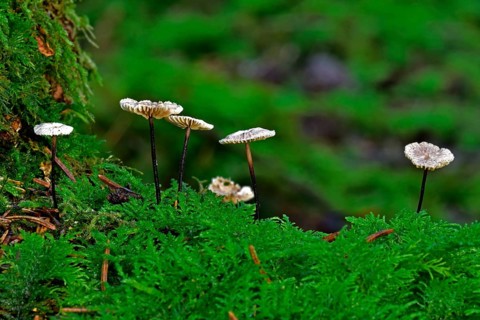 Micromphale perforans