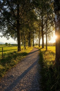 Path and birch tree alley