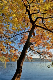 Northern red oak