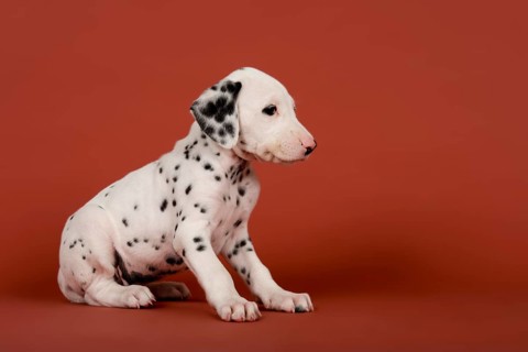 Dalmatian puppy
