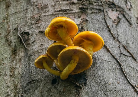 Golden Scalycap