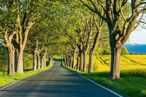 Avenue with maple trees
