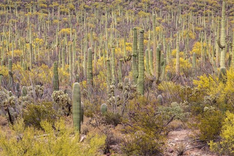 Saguaros