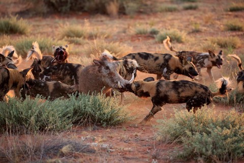African wild dogs