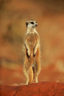 Meerkat