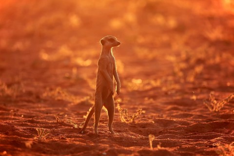 Meerkat