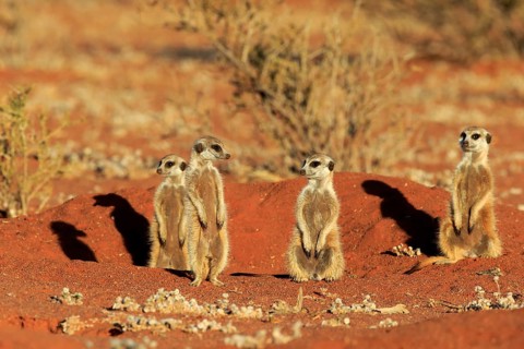 Meerkats