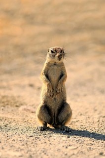 Cape ground squirrel