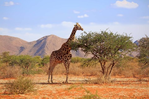 Southern giraffe