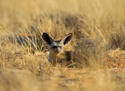 Bat-eared fox