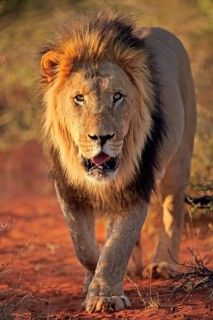 Kalahari lion