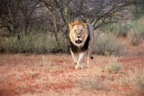 Kalahari lion
