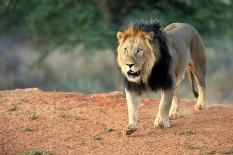 Kalahari lion