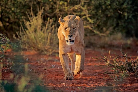 Lioness