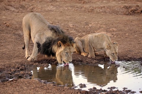 Lions