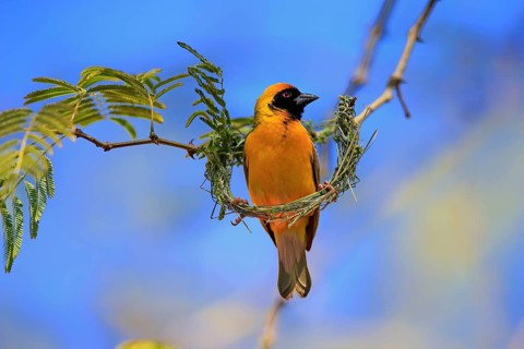 Southern Masked Weaver