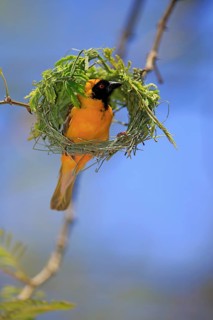 Southern Masked Weaver