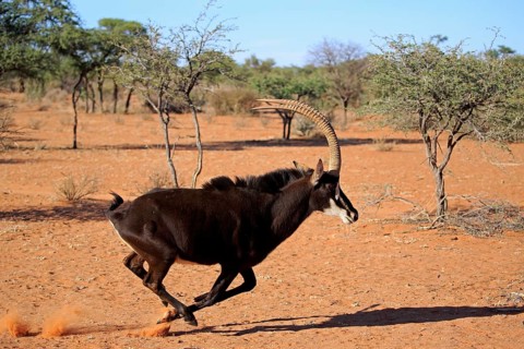 Sable antilope