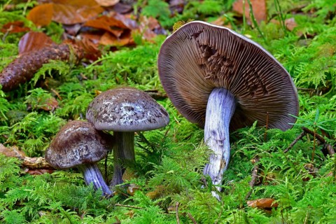 Lepista sardida