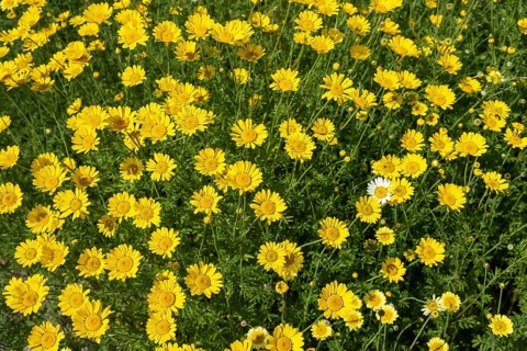 Golden marguerite