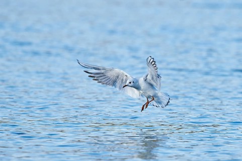 Black-headed gull