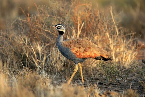Blue Bustard