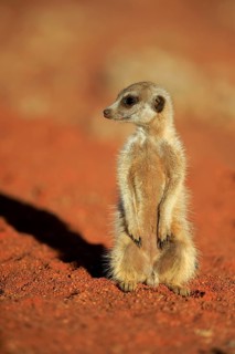Meerkat