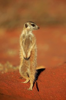 Meerkat