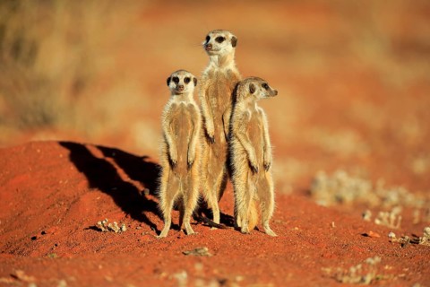 Meerkats
