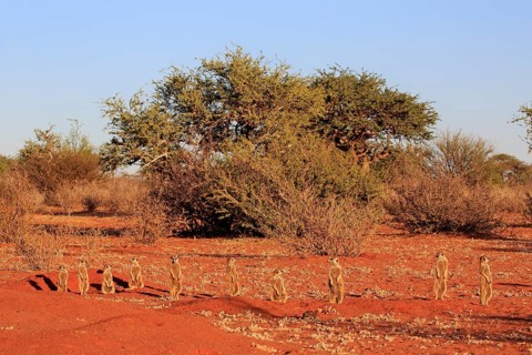 Meerkats
